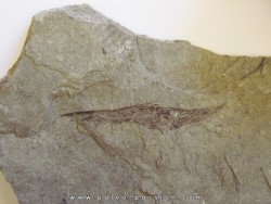 fossil fish: AEOLISCUS HEINRICHI (2)