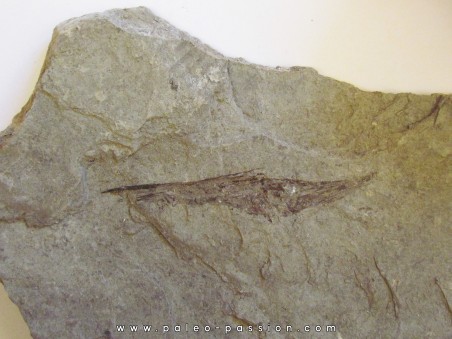 poisson fossile: AEOLISCUS HEINRICHI (2)