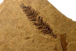 Metasequoia - Eocene - British Colombia - Canada