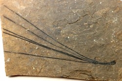 Pinus sp. - Eocene - Colombie-Britanique - Canada