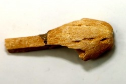 MOSASAUR MUZZLE // HALISAURUS ARAMBOURGI (Bardet & alii,2004) //Maestrichtian // Oued Zem - Morocco