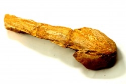 MOSAURE MUZZLE // Prognathodon Anceps //Maestrichtian // Oued Zem - Morocco