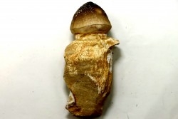 MOSASAURE  tooth Globidens phosphaticus - Maastrichtian - Oued Zem - Morocco
