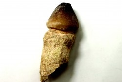 MOSASAURE  tooth Globidens phosphaticus - Maastrichtian - Oued Zem - Morocco