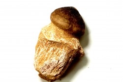 DENT DE MOSASAURE   Globidens phosphaticus  Maestrichtien - Oued Zem,  Maroc