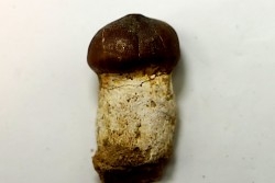 DENT DE MOSASAURE   Globidens phosphaticus  Maestrichtien - Oued Zem,  Maroc