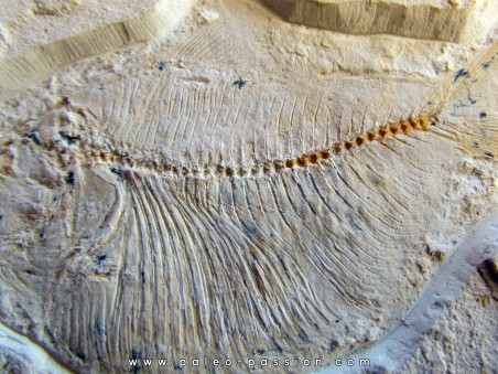 poisson fossile : TRYPLOMYSTUS sp.