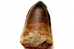 MOSASAURE tooth // Prognathodon Curii //Maestrichtian // Oued Zem - Morocco