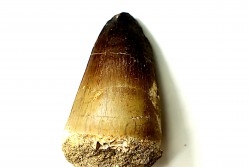 MOSASAURE tooth // Prognathodon Curii //Maestrichtian // Oued Zem - Morocco