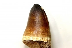 MOSASAURE tooth // Prognathodon Curii //Maestrichtian // Oued Zem - Morocco