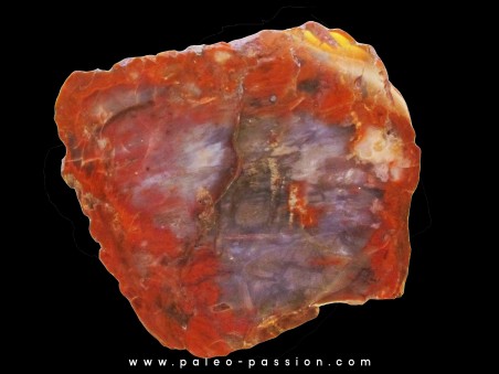 bois fossile silicifié  ARAUCARIA (Vosges) -1-