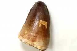 MOSASAURE tooth // Prognathodon Curii //Maestrichtian // Oued Zem - Morocco