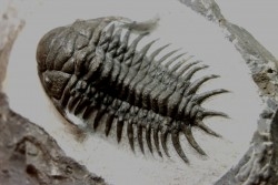 Cheirurus gibbus tifletensis - Praguien - Jbel Mrakib - Maroc