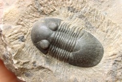 PARALEJURUS SPATULIFORMIS - praguien - L'atchana, Maroc