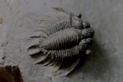 Acanthopyge (Belenopyge) bassei - Emsian - Jbel Issoumour  - Morocco