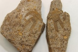 Furca bohemica - Ordovician - czech republic