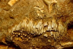 fish: schizorhiza stromeri - Maastrichtian - Oued Zem, MOROCCO