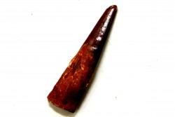 Pterosaur tooth: Siroccopteryx moroccensis