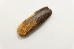 sauropode TITANOSAURUS GARASBAE