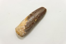 dent de sauropode: Rebbachisaurus sp.