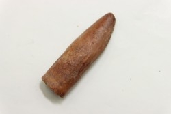 sauropod Rebbachisaurus sp.