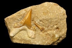 OTODUS OBLIQUUS - Ypresien - Oued Zem, Maroc
