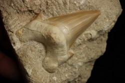 OTODUS OBLIQUUS - Ypresien - Oued Zem, Maroc