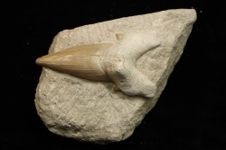 OTODUS OBLIQUUS - Ypresien - Oued Zem, Maroc