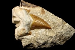 OTODUS OBLIQUUS - Ypresien - Oued Zem, Maroc