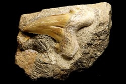 OTODUS OBLIQUUS - Ypresien - Oued Zem, Maroc