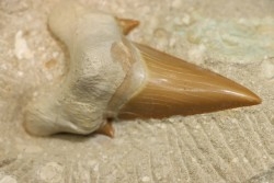 OTODUS OBLIQUUS - Ypresien - Oued Zem, Maroc