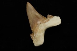 dent de requin: OTODUS SOKOLOVI Barthonien (éocène) Boujdour, maroc