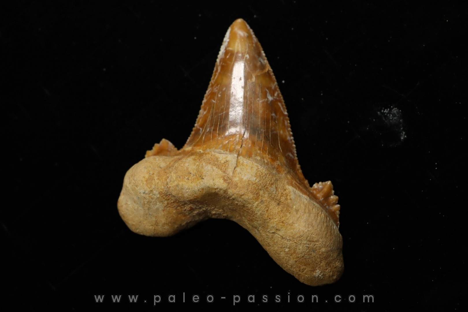 dent de requin OTODUS SOKOLOVI Barthonien (éocène) Boujdour, maroc