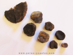 Elements palette swim, ichthyosaur: Stenopterygius