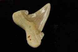 dent de requin: OTODUS SOKOLOVI Barthonien (éocène) Boujdour, maroc