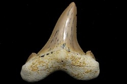 dent de requin: OTODUS SOKOLOVI Barthonien (éocène) Boujdour, maroc