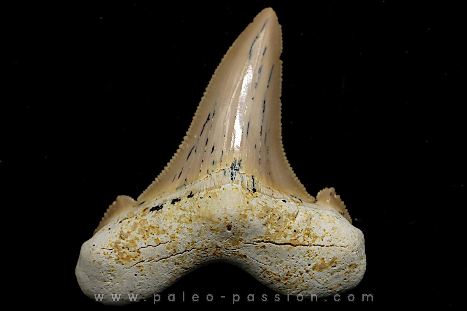 dent de requin OTODUS SOKOLOVI Barthonien (éocène) Boujdour, maroc