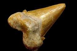 dent de requin: OTODUS SOKOLOVI Barthonien (éocène) Boujdour, maroc