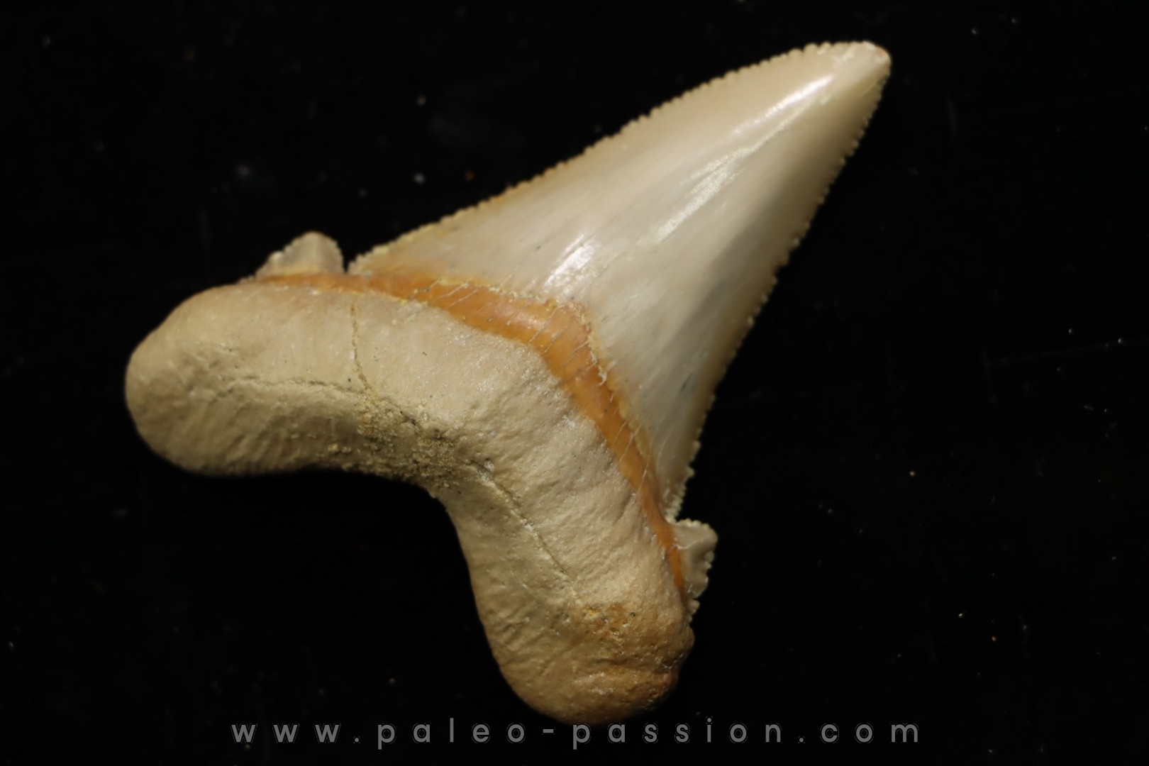 dent de requin OTODUS SOKOLOVI Barthonien (éocène) Boujdour, maroc