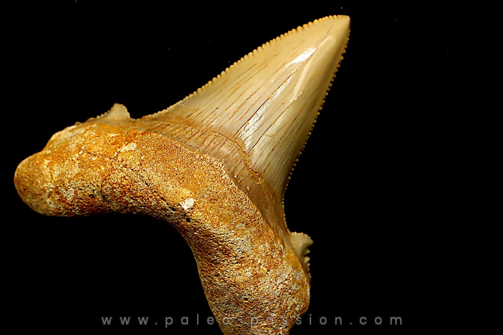 OTODUS SOKOLOVI Barthonian Boujdour, morocco