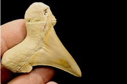 dent de requin: OTODUS SOKOLOVI Barthonien (éocène) Boujdour, maroc