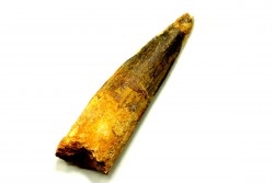 SPINOSAURE AEGYPTIACUS