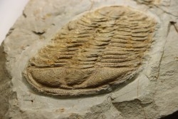 Conocoryphe herberti - Languedocian - Montagne noire, France