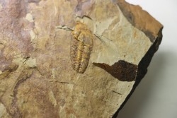 Solenopleuropsis Rouayrouxi  - Languedocian - Montagne noire, France