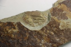 Solenopleuropsis Rouayrouxi  - Languedocian - Montagne noire, France