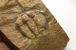 Solenopleuropsis Rouayrouxi  - Languedocian - Montagne noire, France