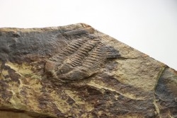 Bailiella levy  - Languedocian - Montagne noire, France