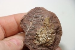 PECOPTERIS VILLOSA - Carboniferous - Mazon Creek - USA