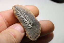 Nodule de fougère: PECOPTERIS VILLOSA - carbonifère - Mazon creek - USA