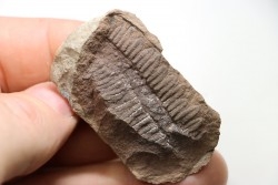 Nodule de fougère: PECOPTERIS - carbonifère - Mazon creek - USA